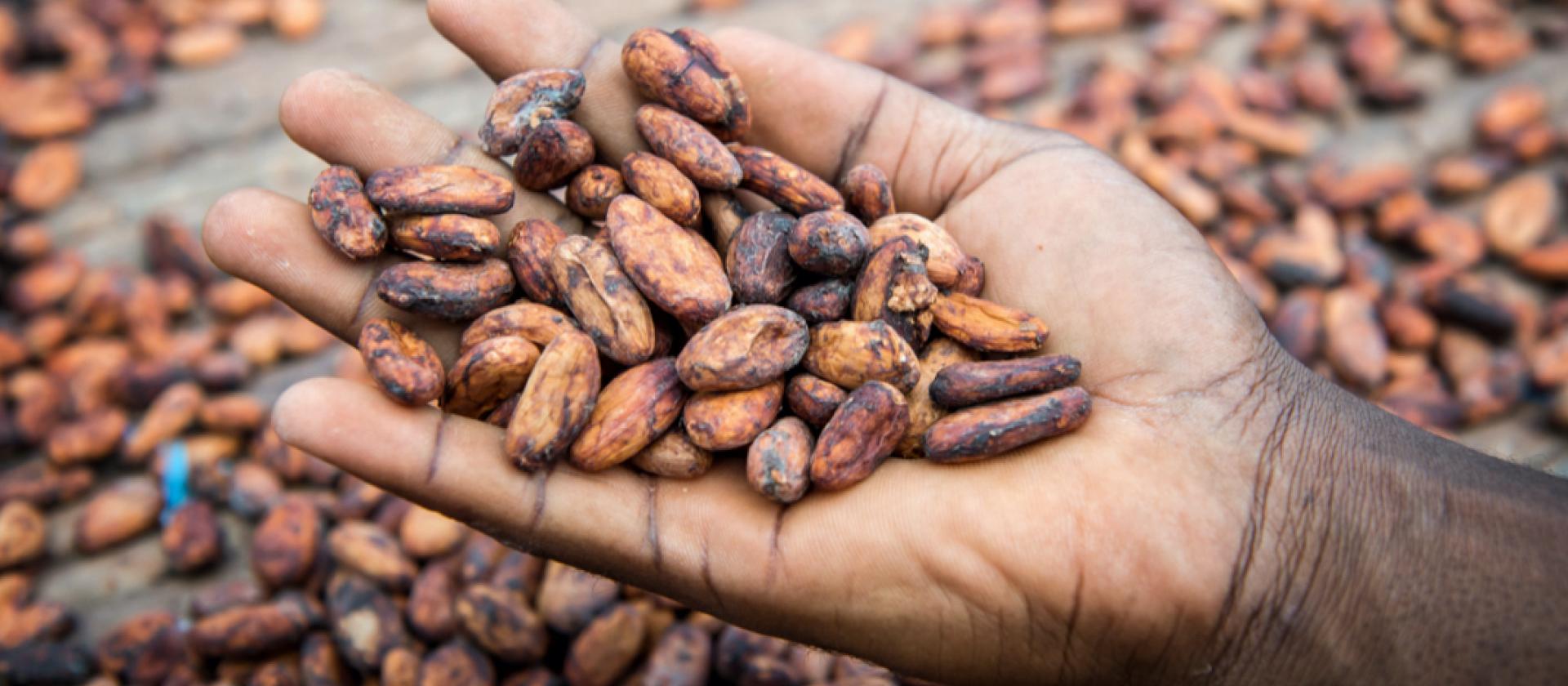 Mann hält Kakaobohnen in seiner Hand - Homme tenant des fèves de cacao dans sa main