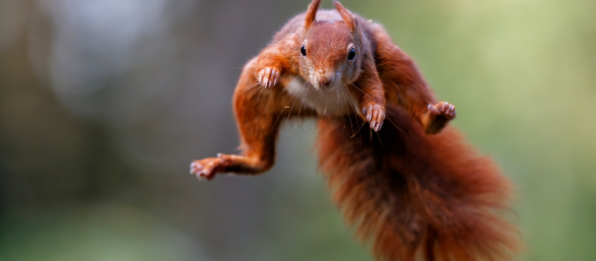 Hilf der Natur auf die Sprünge