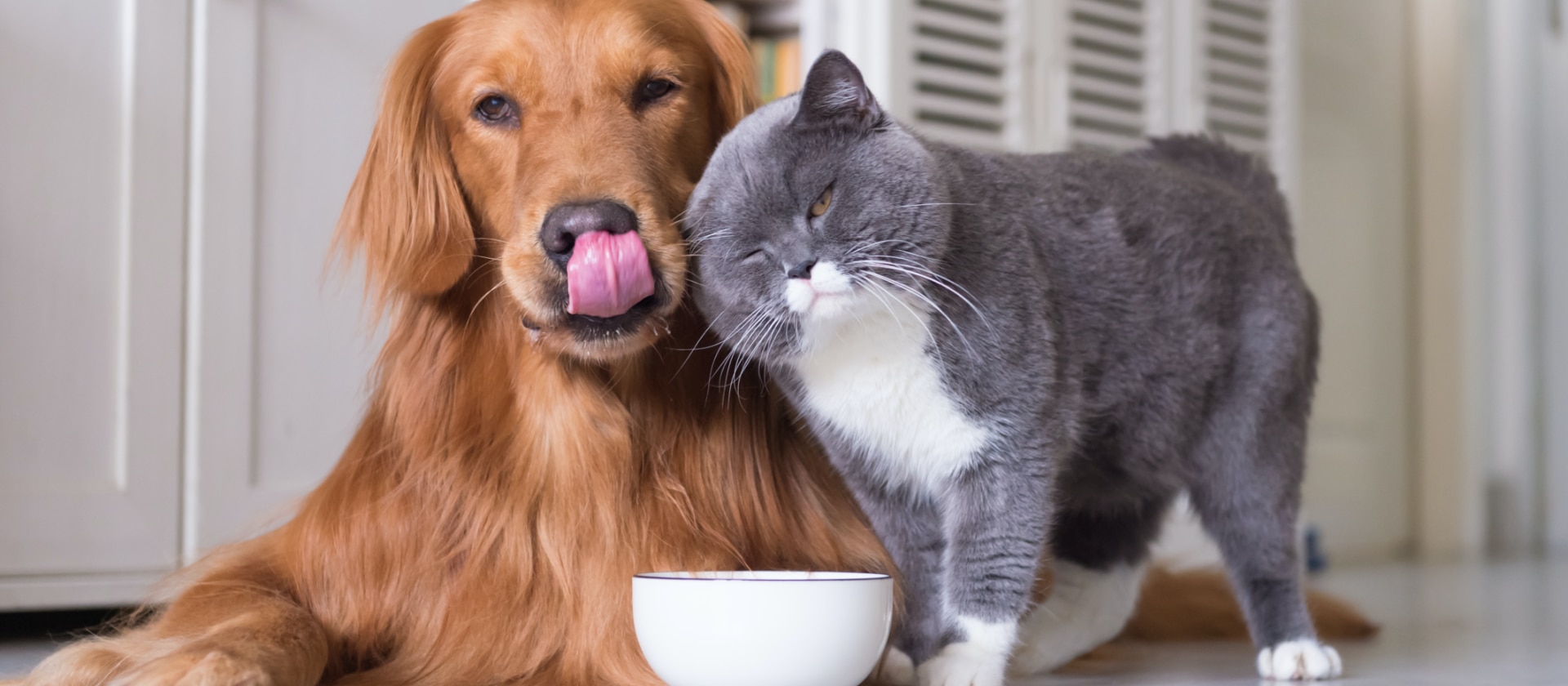 Hund und Katze richtig füttern