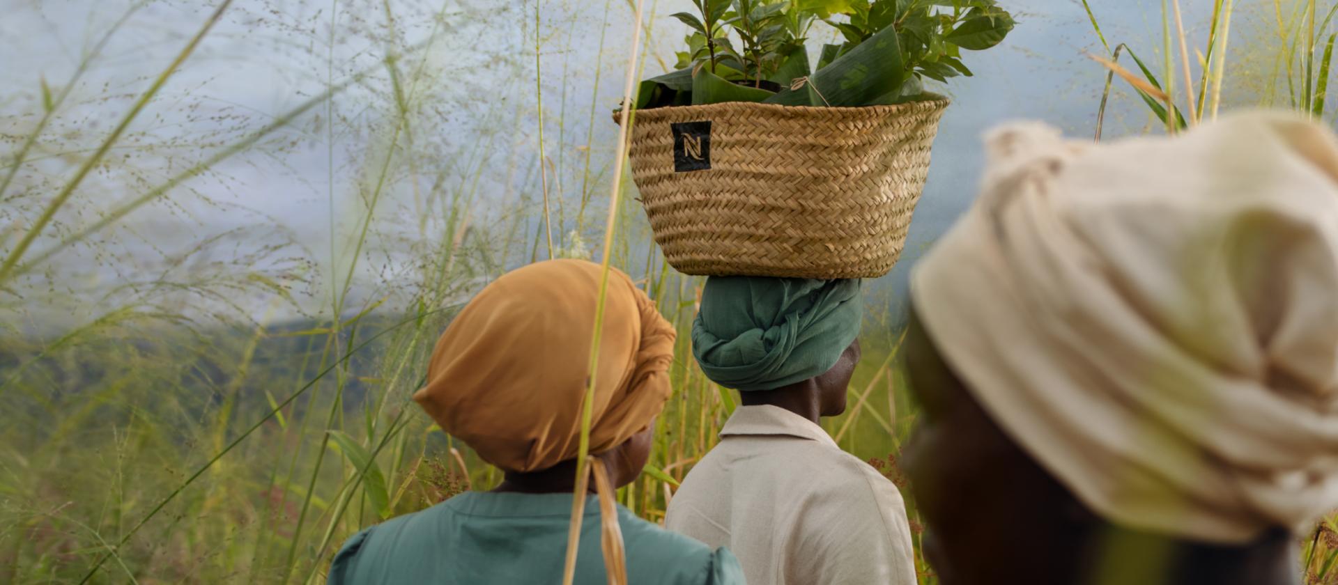 Quand le café porte à nouveau ses fruits