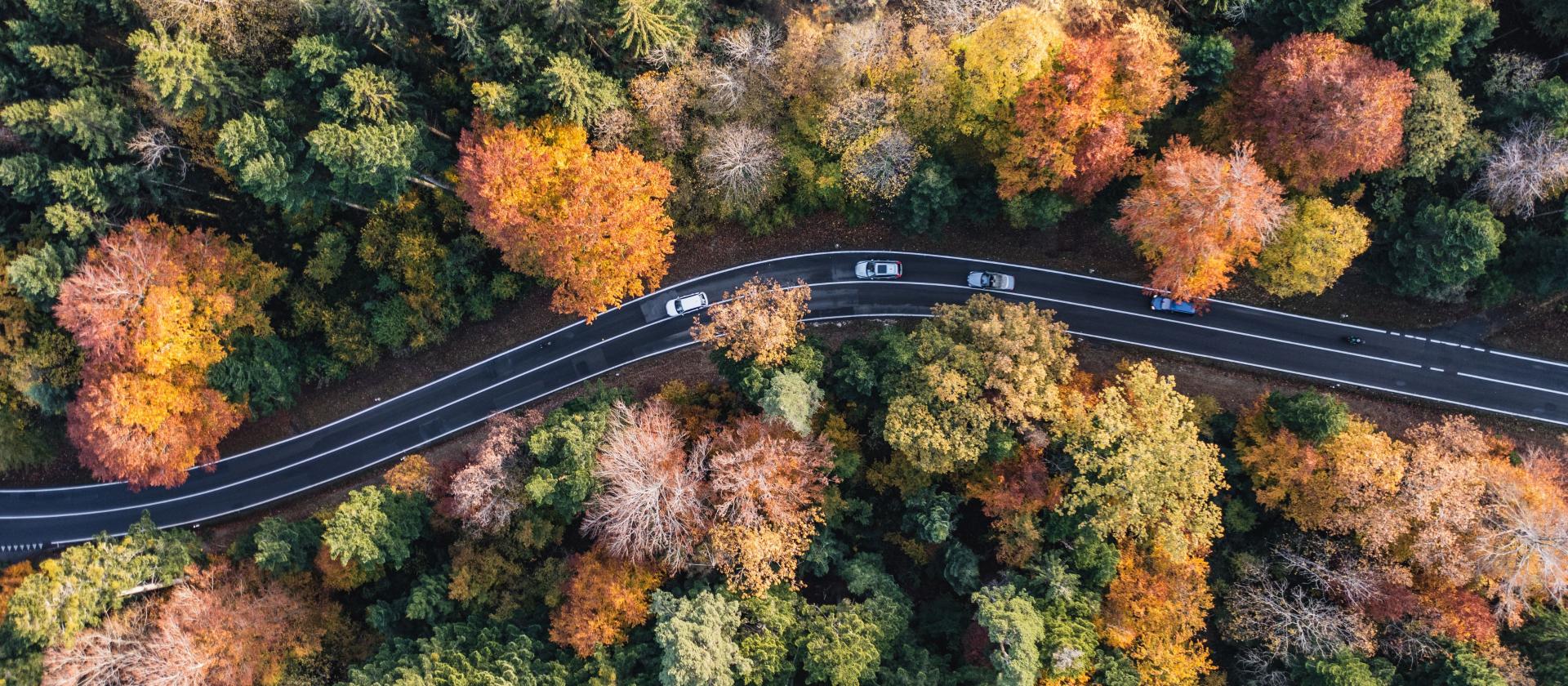 Straße führt durch grüne Wälder