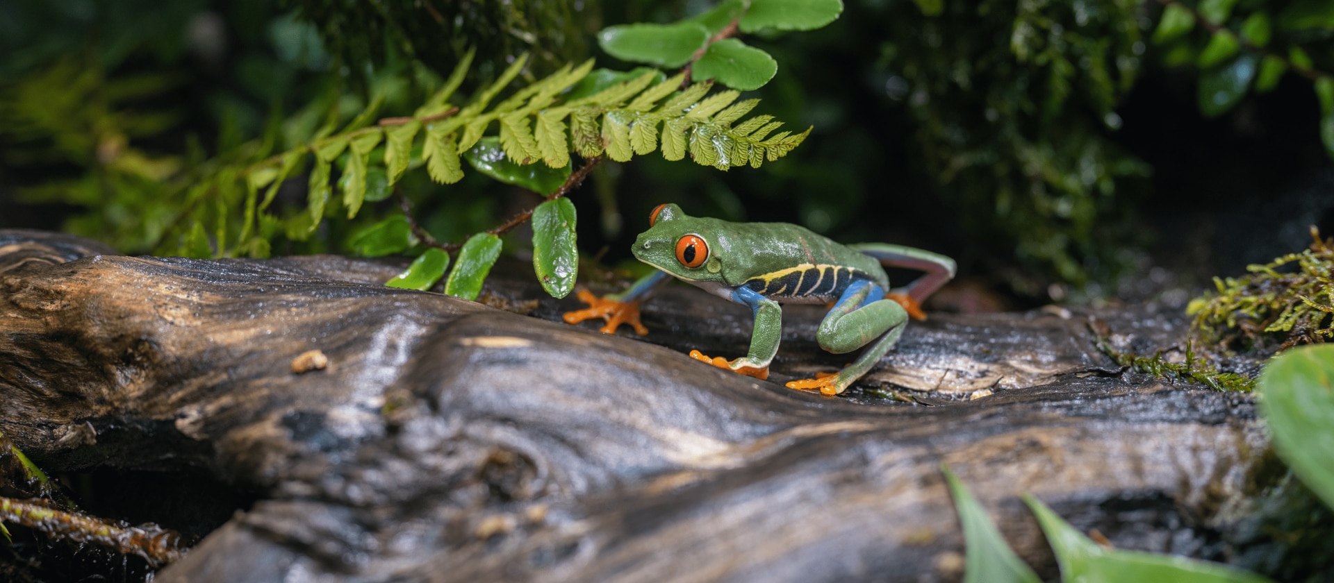 Rotaugenlaubfrosch auf Baumstamm in grüner Natur – Thema Umwelt und Wildtiere