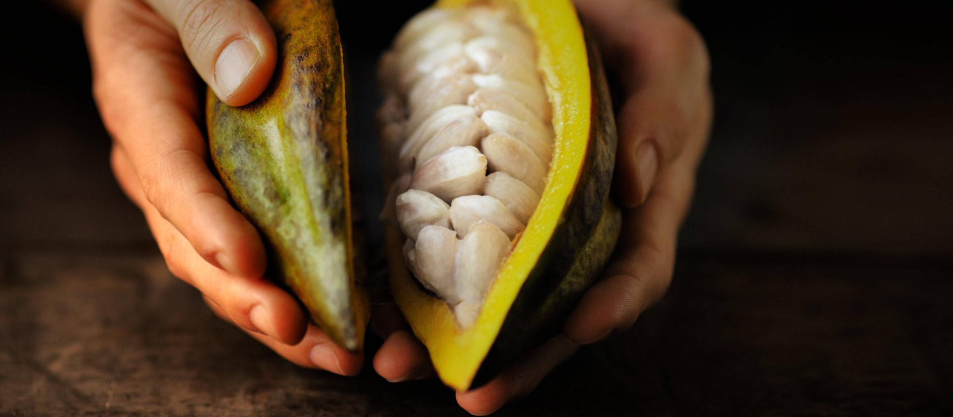 Fruit de cacao dans des mains