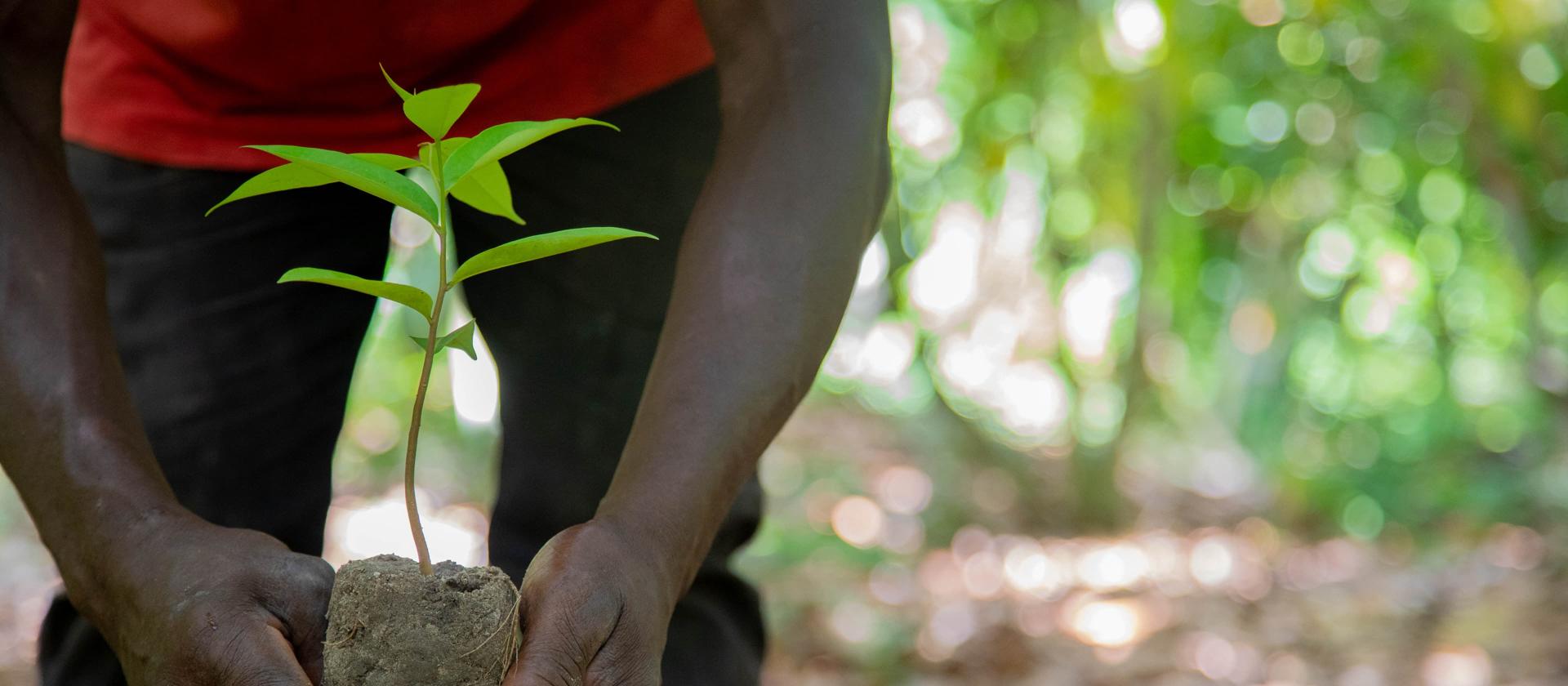 Mains tenant un jeune plant en terre.