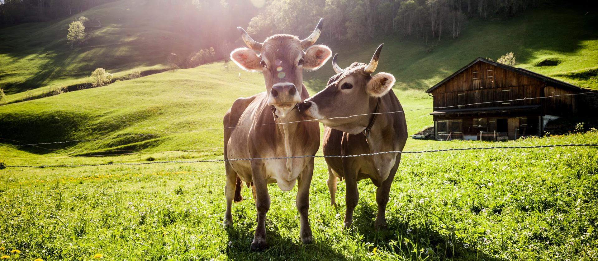 Deux vaches dans un pré près d’une grange.