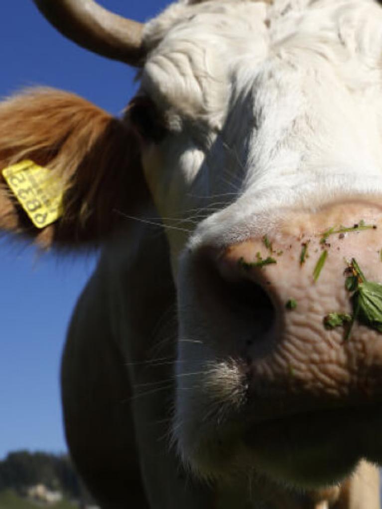 Kuh schaut in Kamera in der Natur