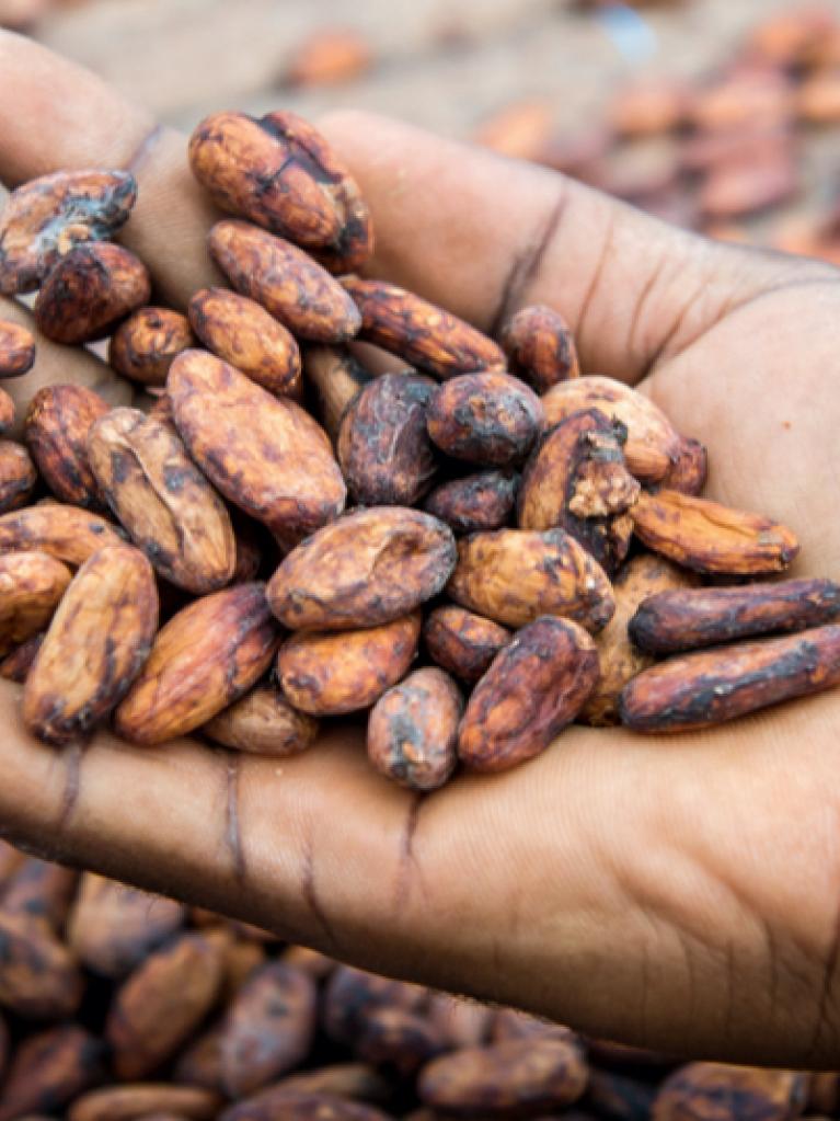 Mann hält Kakaobohnen in seiner Hand - Homme tenant des fèves de cacao dans sa main