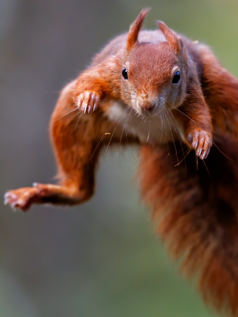Hilf der Natur auf die Sprünge