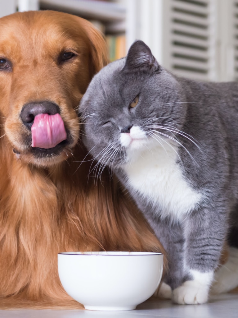 Hund und Katze richtig füttern