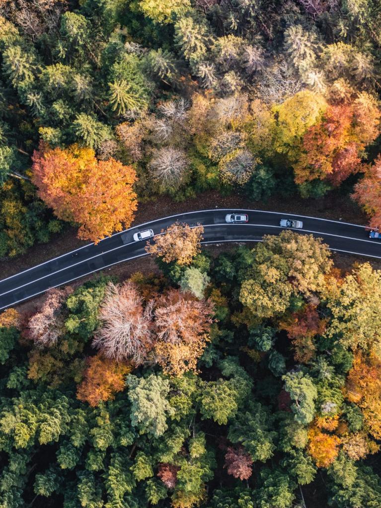 Straße führt durch grüne Wälder