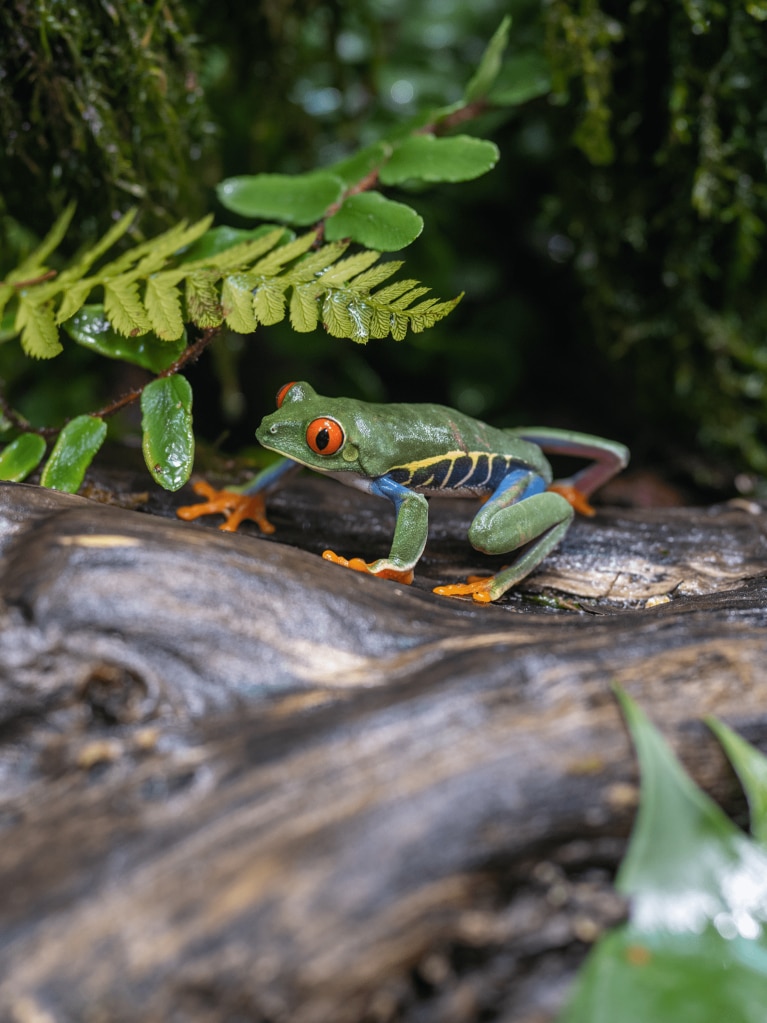 Rotaugenlaubfrosch auf Baumstamm in grüner Natur – Thema Umwelt und Wildtiere