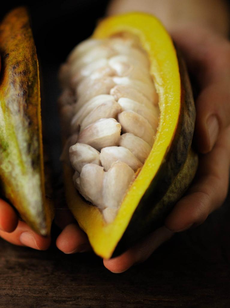 Fruit de cacao dans des mains
