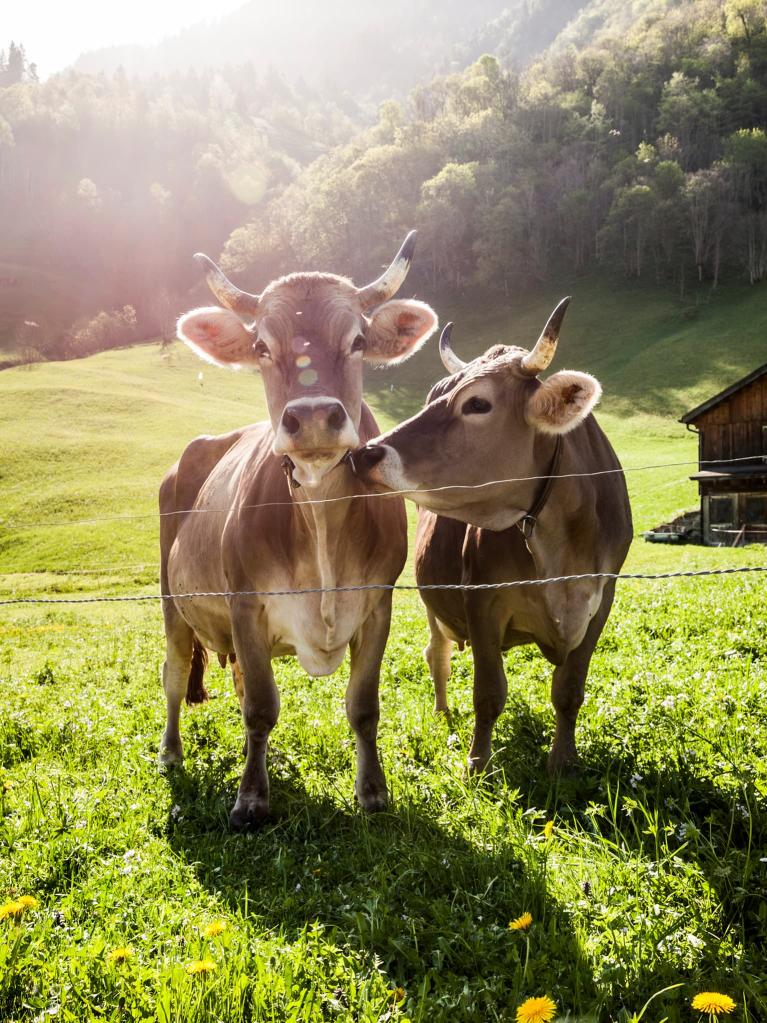 Deux vaches dans un pré près d’une grange.