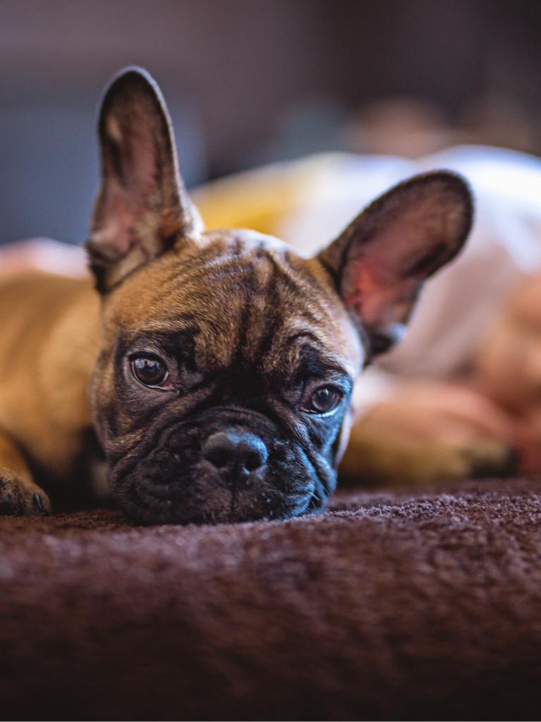 Mutter und Tochter kuscheln mit ihrem Welpen im Bett