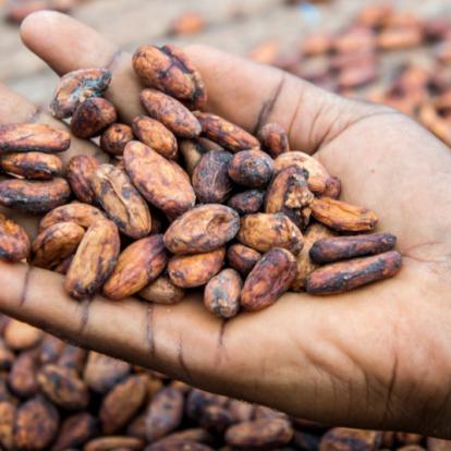 Header_1070x535_Callier_Cocoa_plan.jpg Mann hält Kakaobohnen in seiner Hand - Homme tenant des fèves de cacao dans sa main
