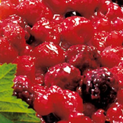 Heroimage_Beeren-Quark-Kuchen.png Fein und fix: Beeren-Quark-Kuchen