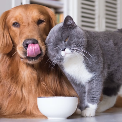 Hund und Katze richtig füttern.png Hund und Katze richtig füttern