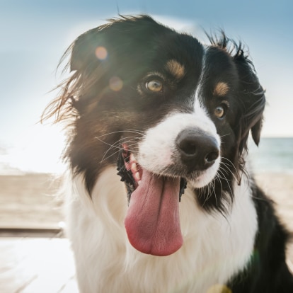 Schluss_mit_der_Hitze.png Hund in der Sonne