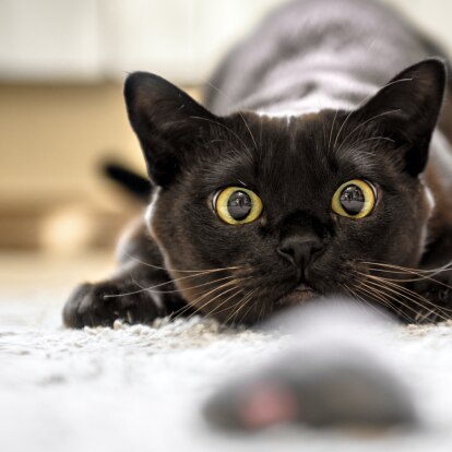 Gleich_hab_ich_dich.png Katze spielt