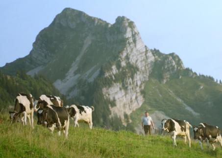 Kühe grasen in der Natur mit Bergen