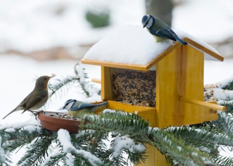 Vögel im Winter