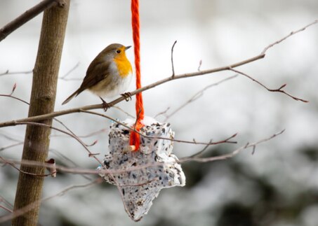 Vogel mit Futterstelle