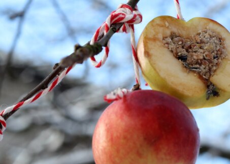 Vogelfutter_Apfel