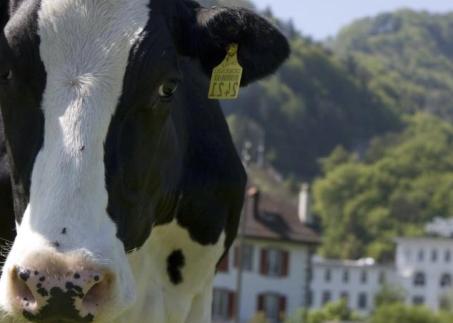 Kuh vor dem Cailler Haus