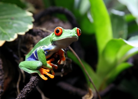 Rotaugenlaubfrosch auf Ast in grüner Umgebung – Natur- und Wildtiermotiv