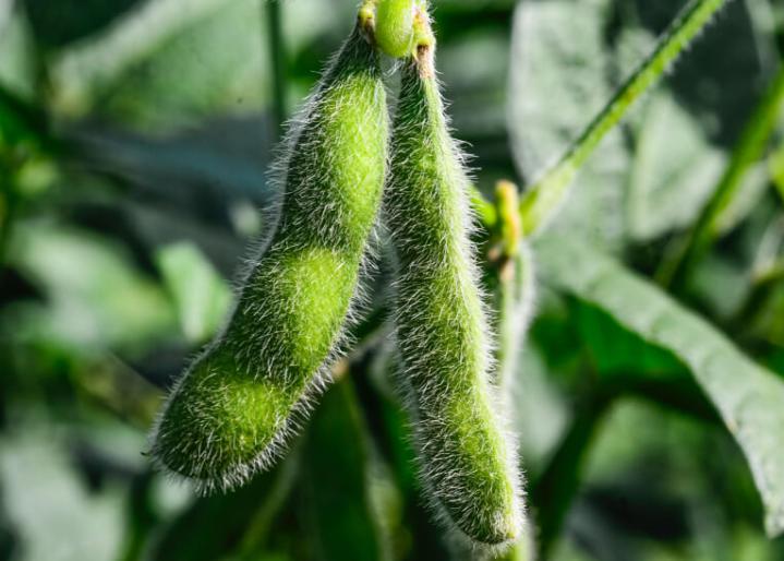 Sojapflanze in der Natur