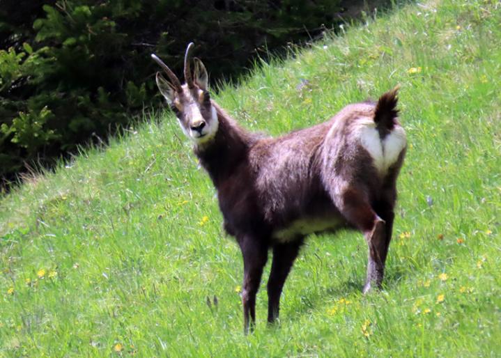 Bock auf Wiese