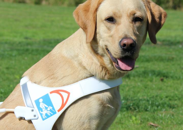 ausgebildete Blindenhündin