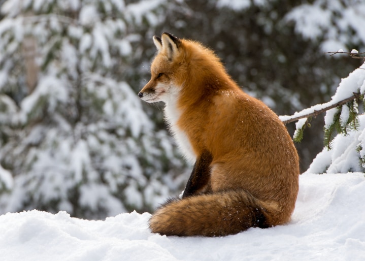 Fuchs im Schnee