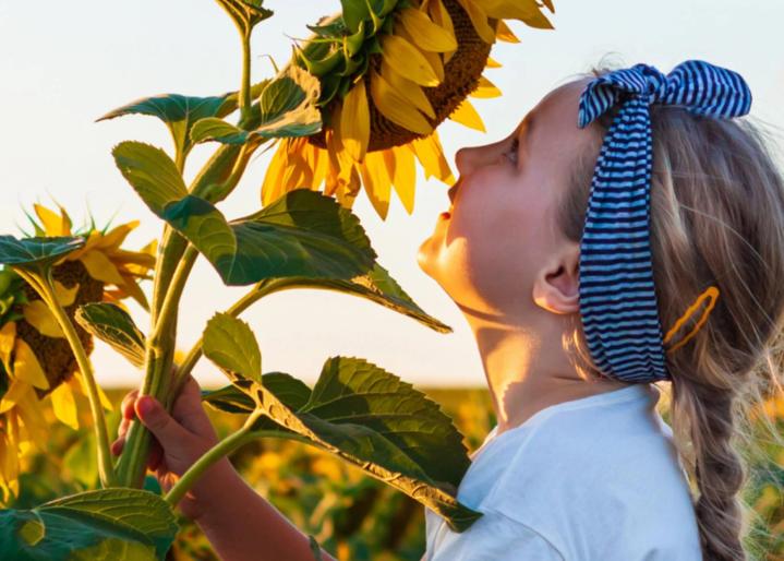 Mädchen riecht an Sonnenblume