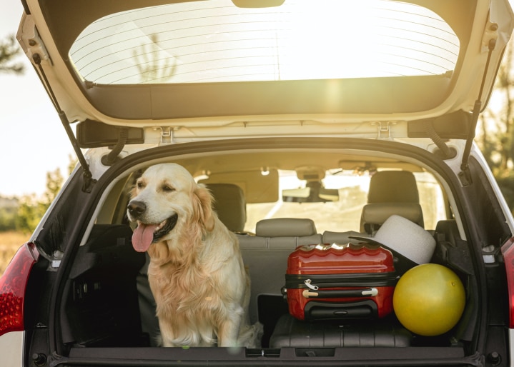 Hund sitzt im Auto auf dem Weg in den Urlaub