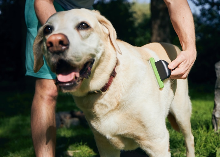 Hund wird gebürstet