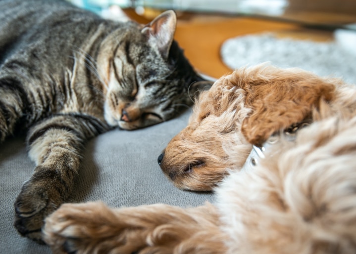 Hund und Katze schlafen
