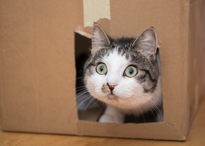 Katze spielt in Kiste