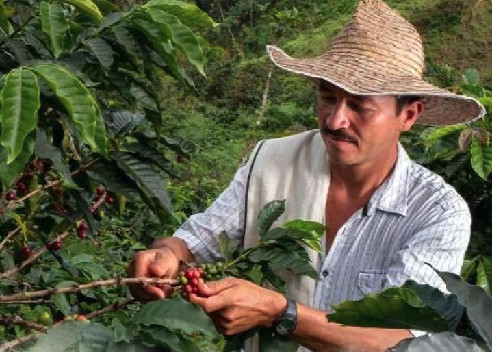 Cafeiculteur-en-colombie