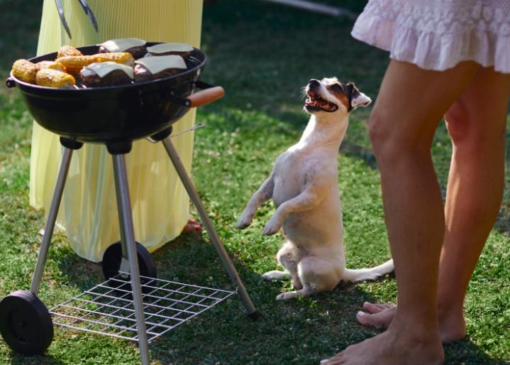 Hund sitzt vor einem Grill