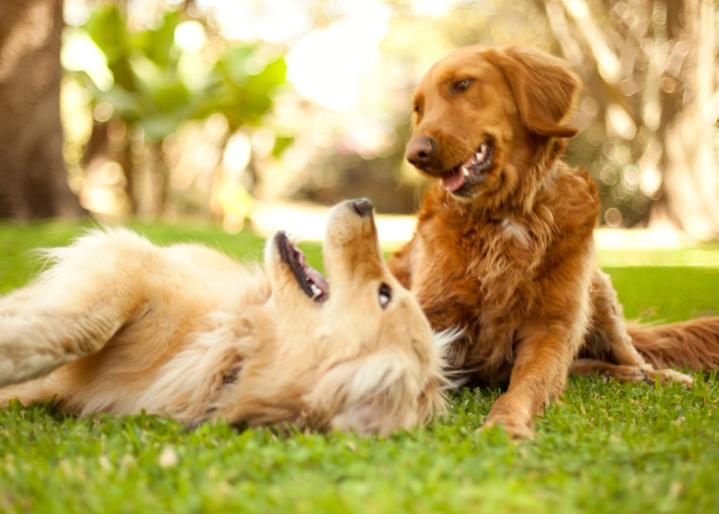 Deux-chiens-jouent-dans-un-parc