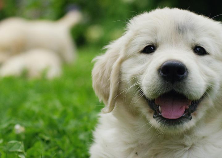 Ein-junger-golden-retriever-im-gras