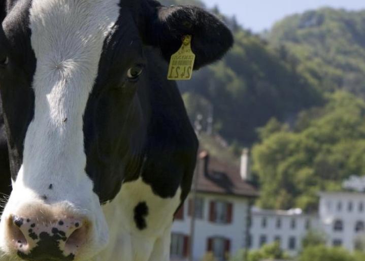 Kuh vor dem Cailler Haus