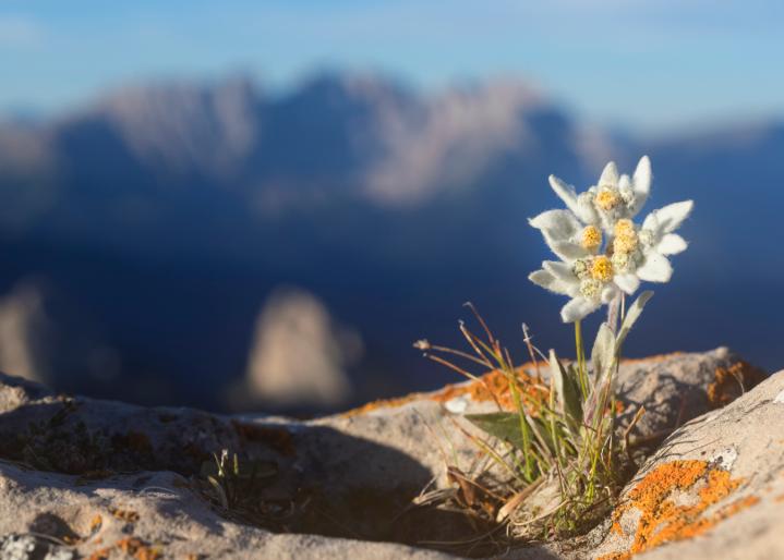Edelweiss