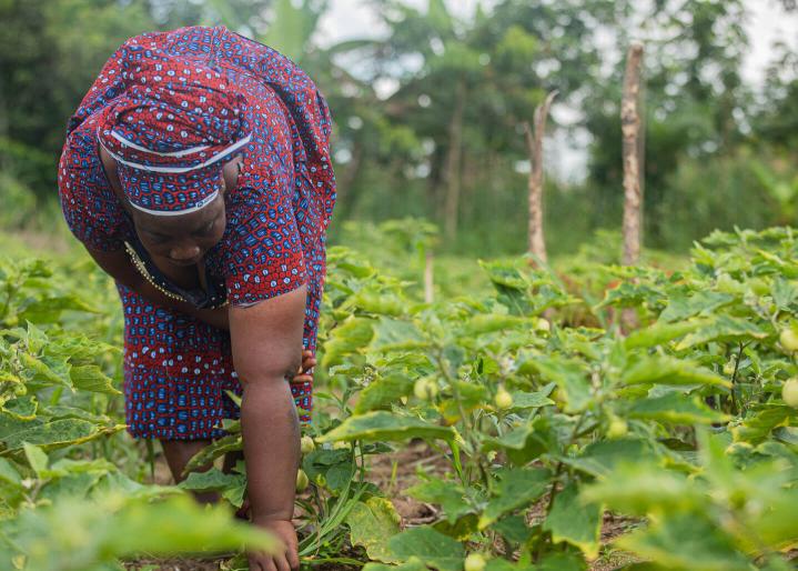 Une femme entretient les arbres dans une plantation de cacao