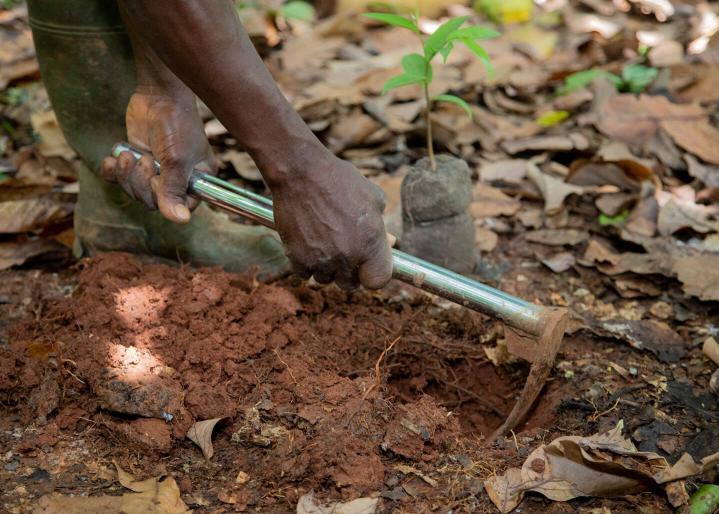 Un homme plante un jeune arbre au milieu d'une plantation de cacao
