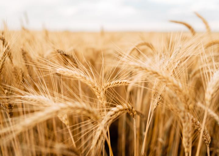 Weizen