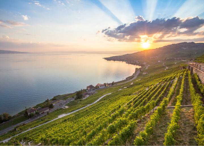 Sonnenuntergang-uber-den-weinbergen